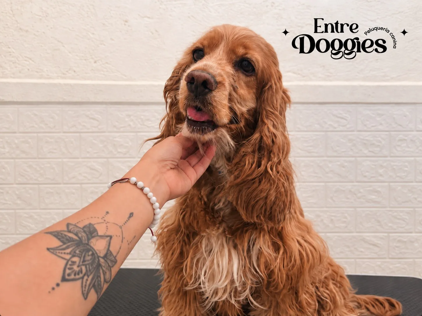 Un cocker recién peinado en la mesa de Entre Doggies.